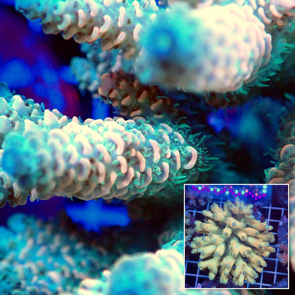 Acro Colony T3G6