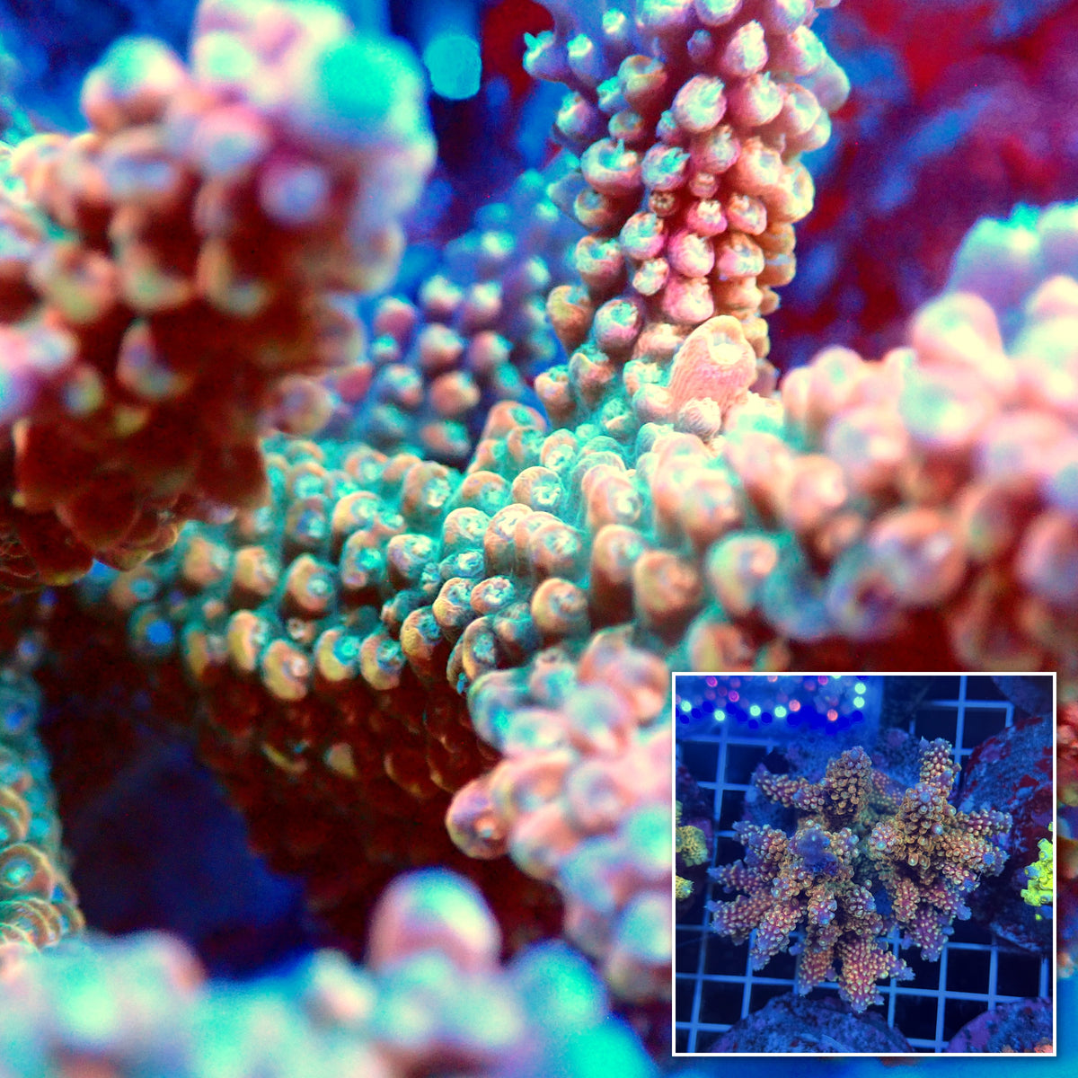 Acro Colony T3G7