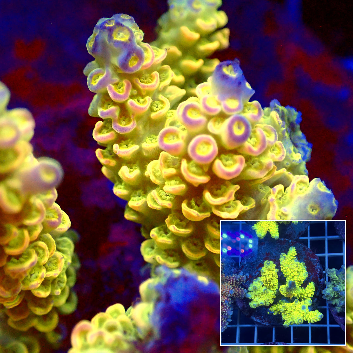 Acro Colony T3G8