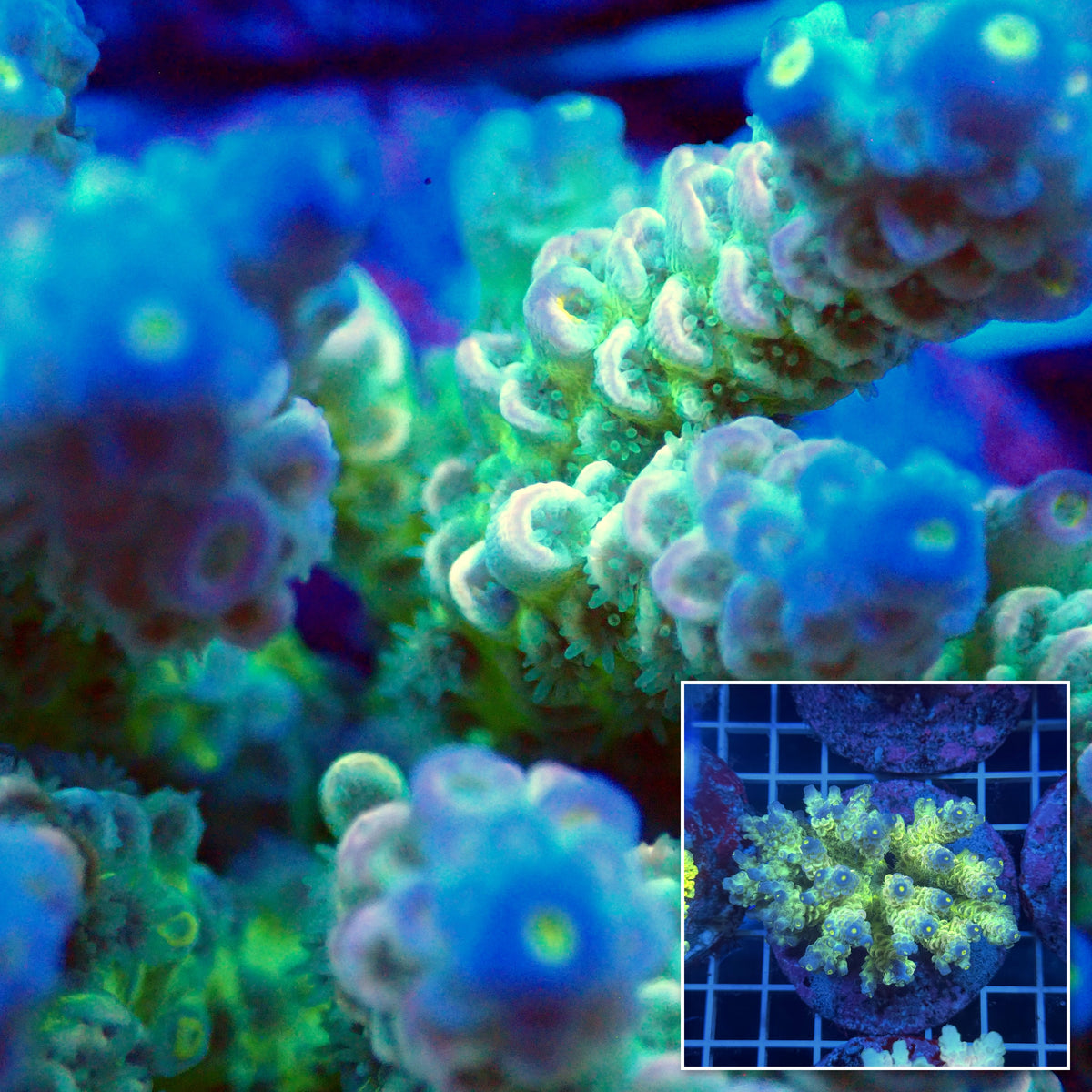 Acro Colony T3G9
