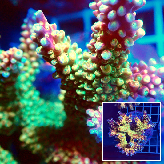 Acro Colony T3H1