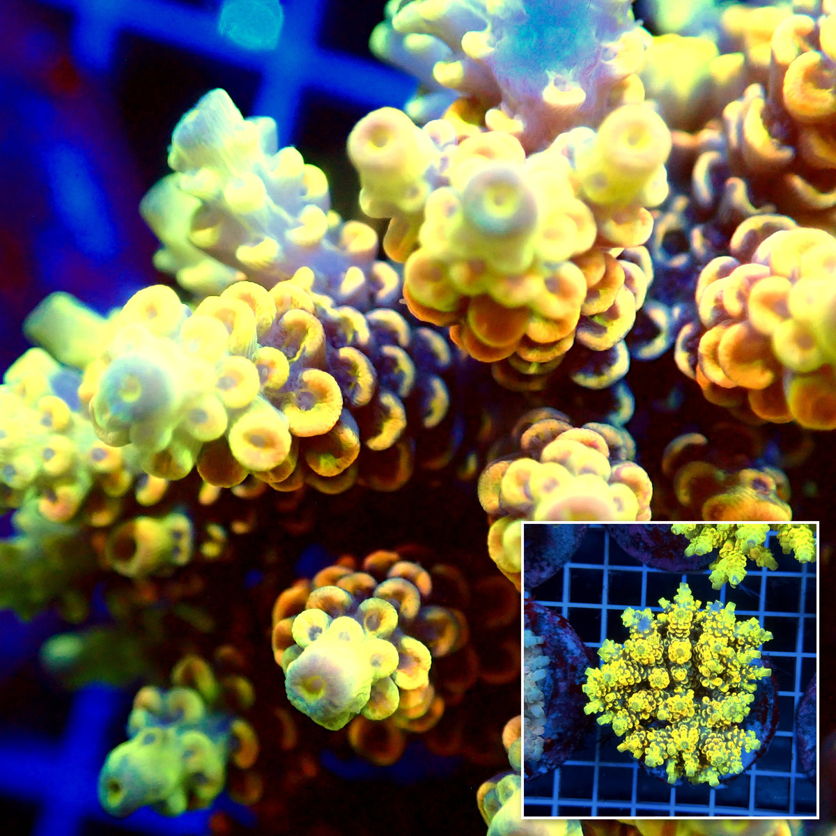 Acro Colony T3H10