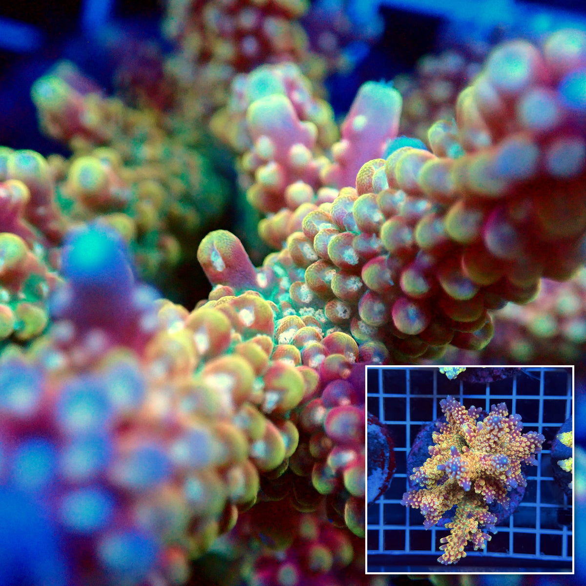 Acro Colony T3H11