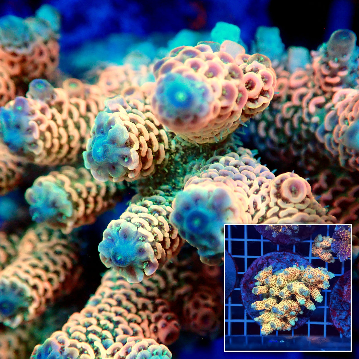 Acro Colony T3H13