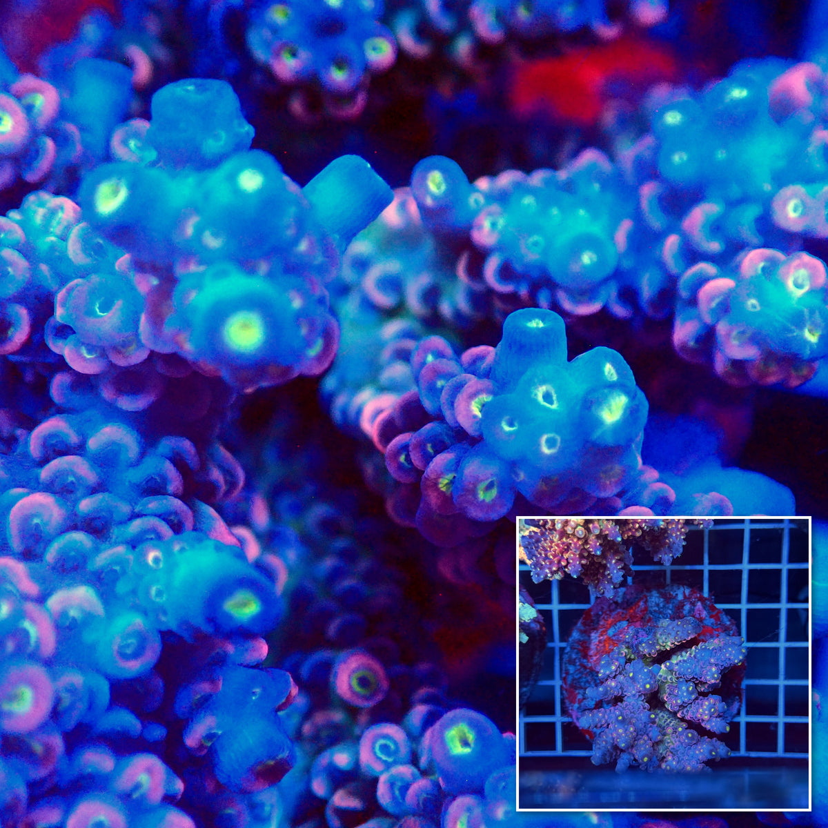 Acro Colony T3H14