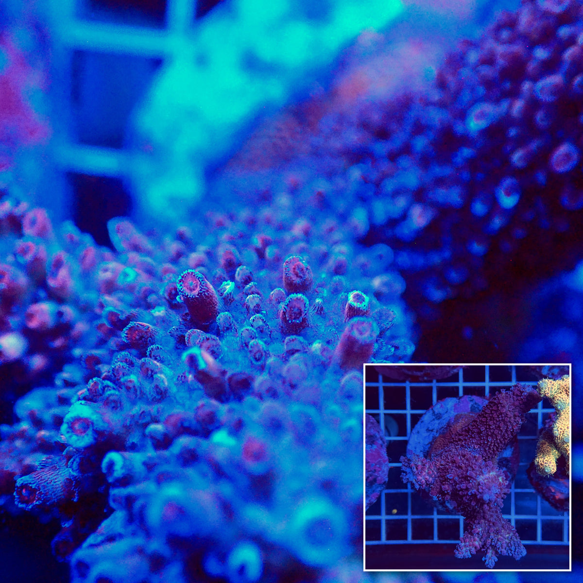 Acro Colony T3H2