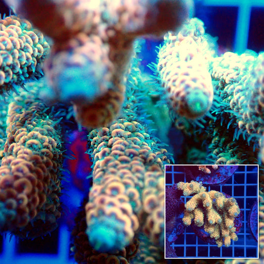 Acro Colony T3H3