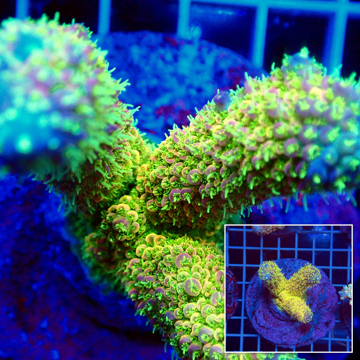 Acro Colony T3H4
