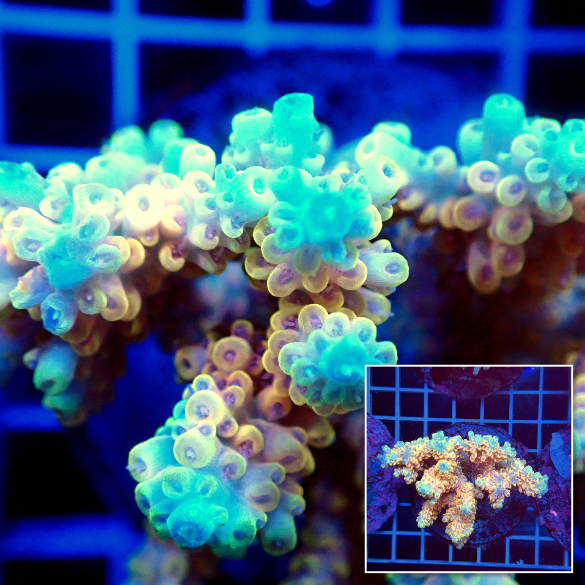 Acro Colony T3H5