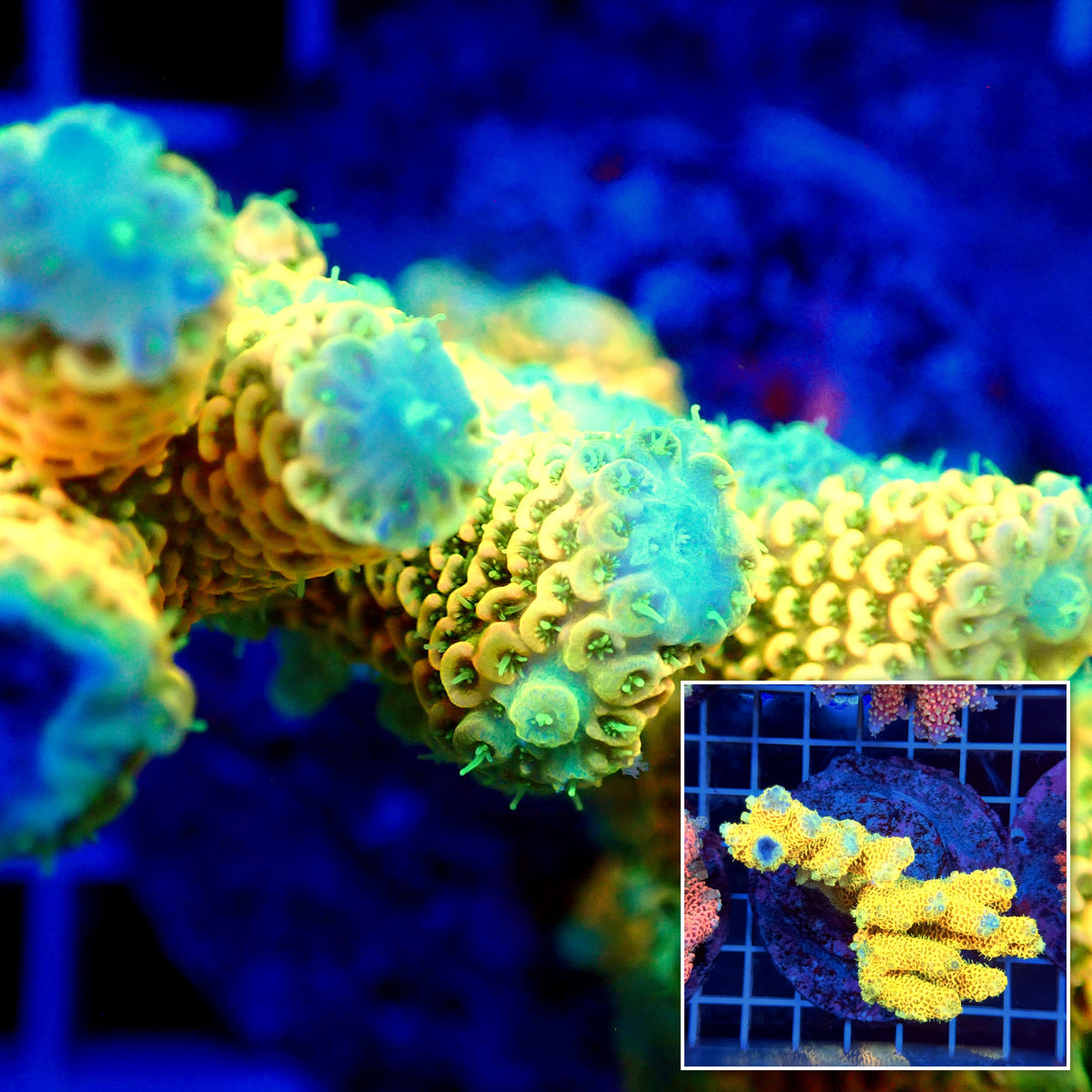 Acro Colony T3H7