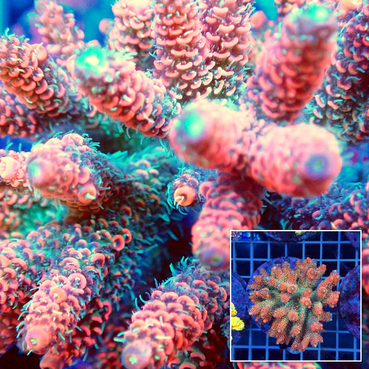 Acro Colony T3H8