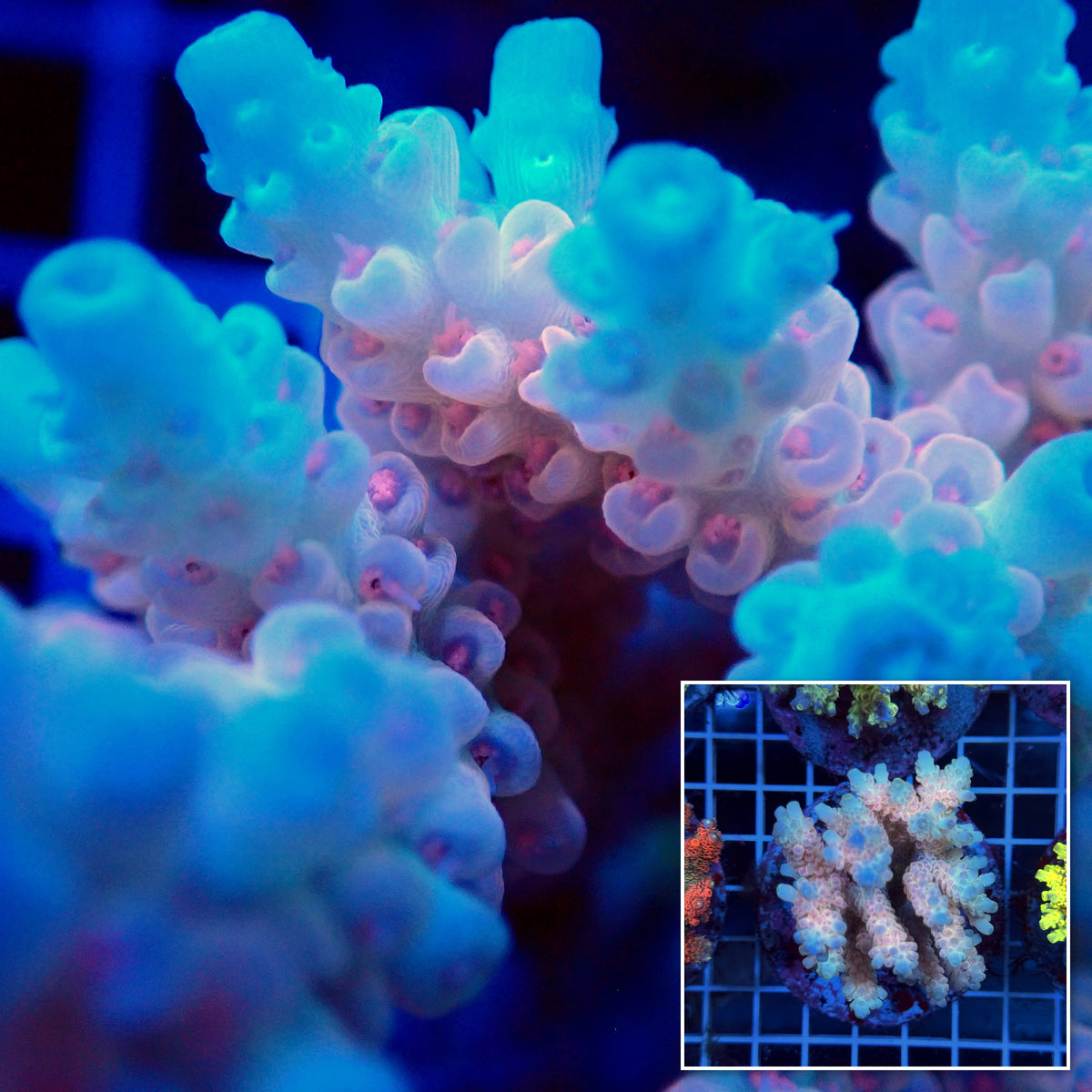 Acro Colony T3H9