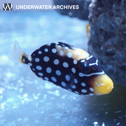 Clown Triggerfish