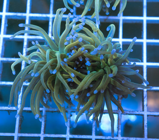 D1 (WYSIWYG) Rapunzel Torch Frag Over 2 (Splitting) Heads