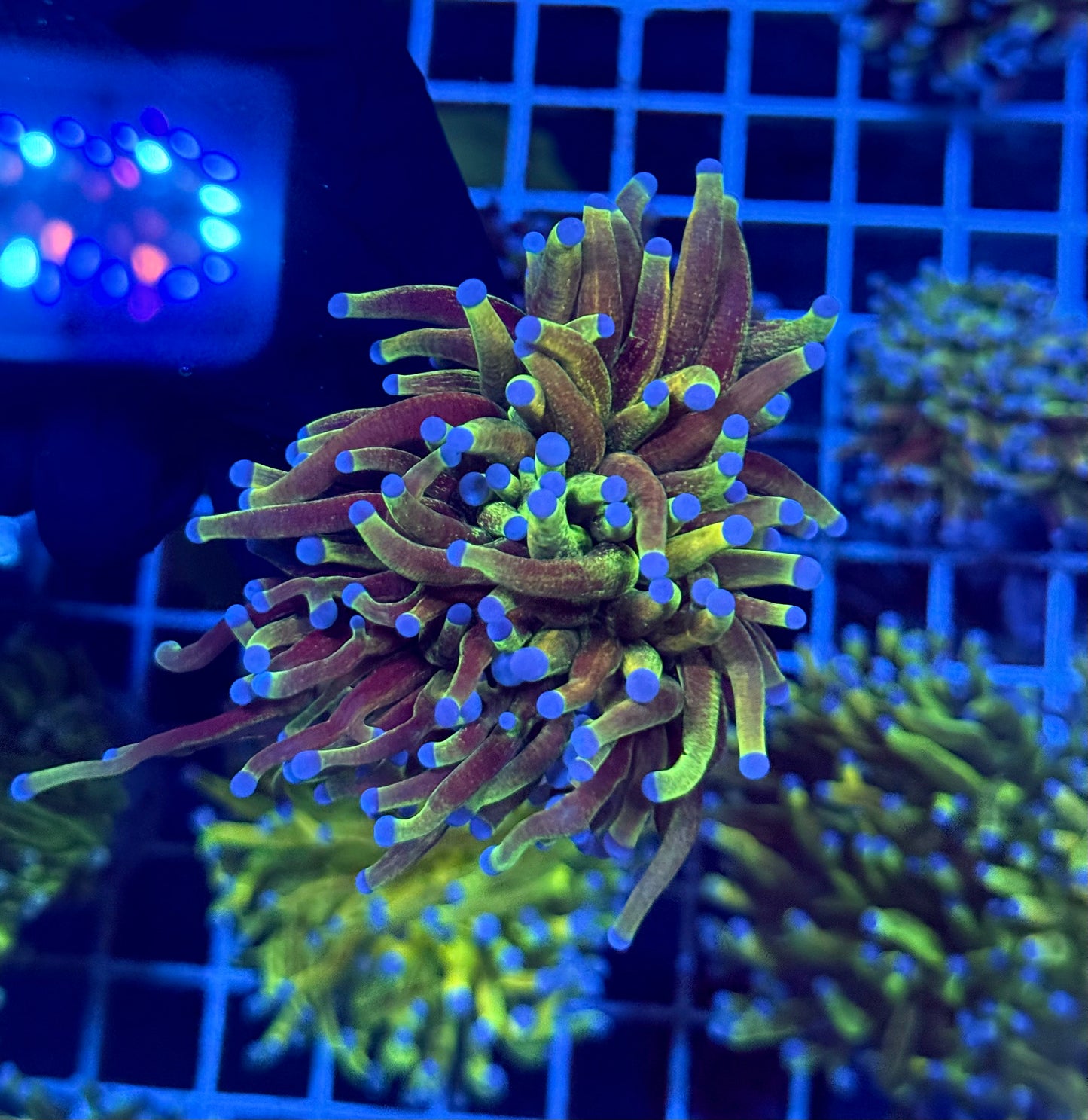 (WYSIWYG) Grafted Glitter Torch D2