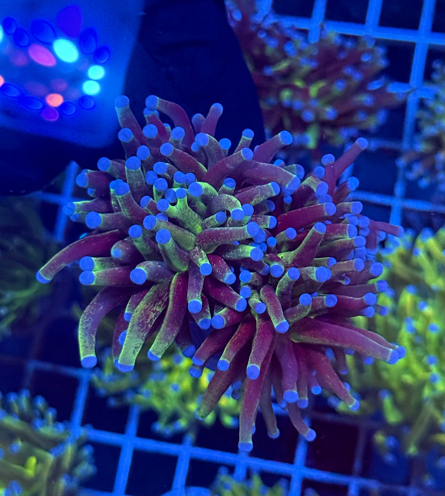 (WYSIWYG) Grafted Glitter Torch D4