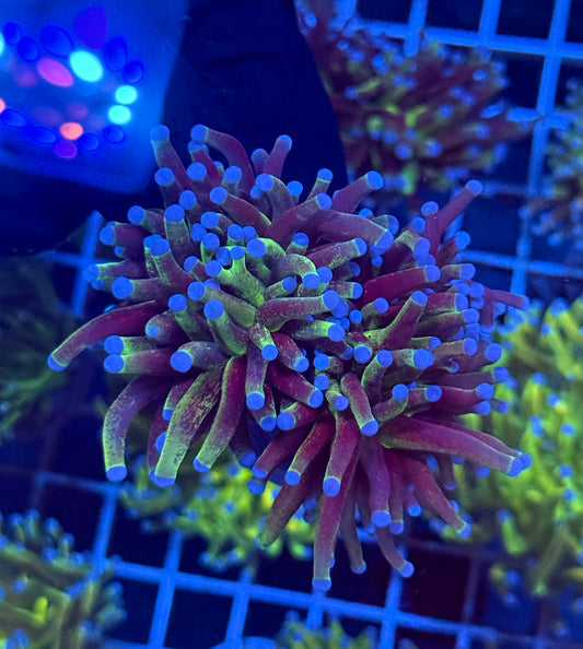 (WYSIWYG) Grafted Glitter Torch D4