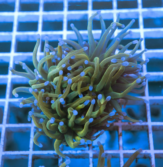 D6 (WYSIWYG) Rapunzel Torch Frag Over 2 (Splitting) Heads