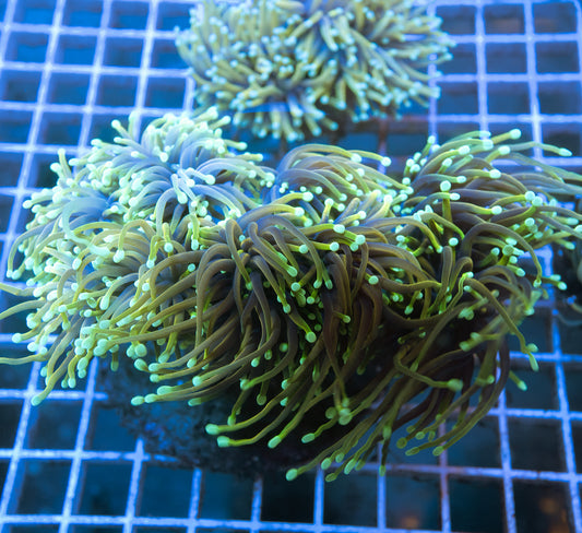 (Auction 2) (WYSIWYG) - Dragon Soul Colony (4+ Heads)