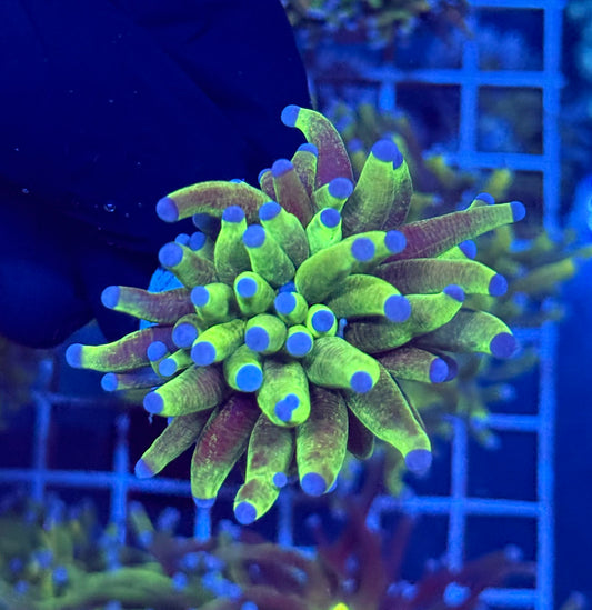 (WYSIWYG) Grafted Glitter Torch E1