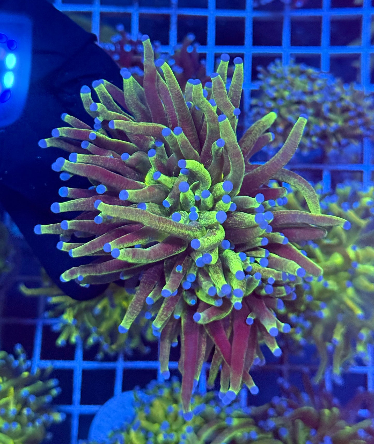 (WYSIWYG) Grafted Glitter Torch E3