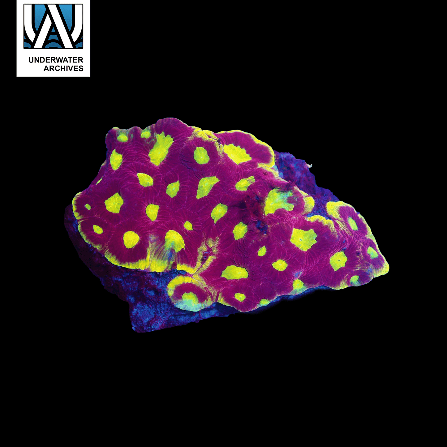 (WYSIWYG) Iron Man Favia (3.5")