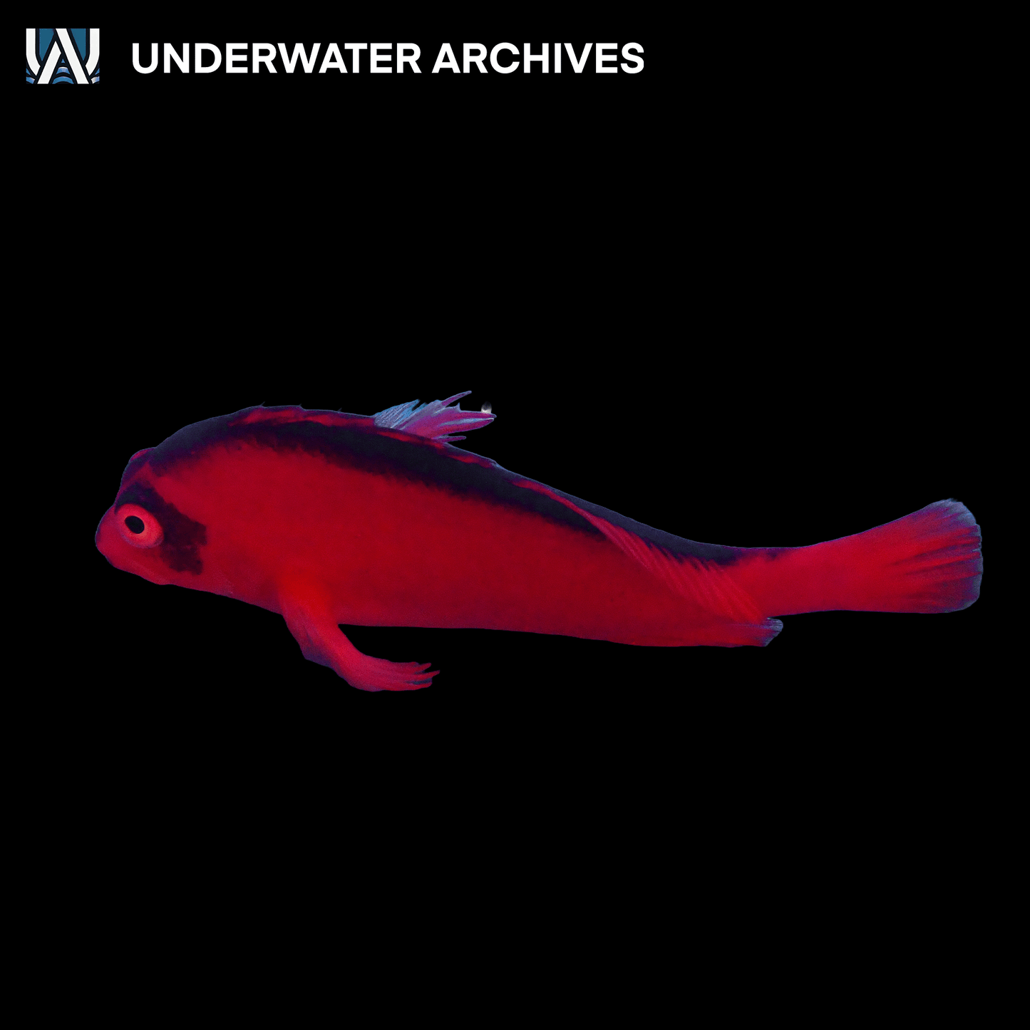 Flame Hawkfish