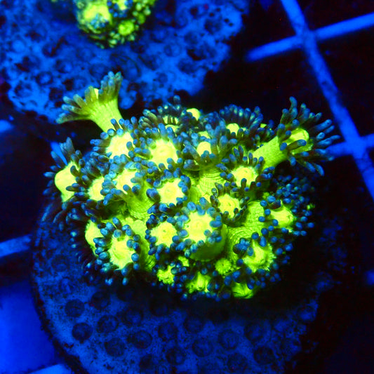 Green Glitter Goni
