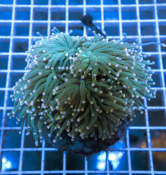 (Auction 3) (WYSIWYG) - Green Torch Colony (4+ Heads) #2
