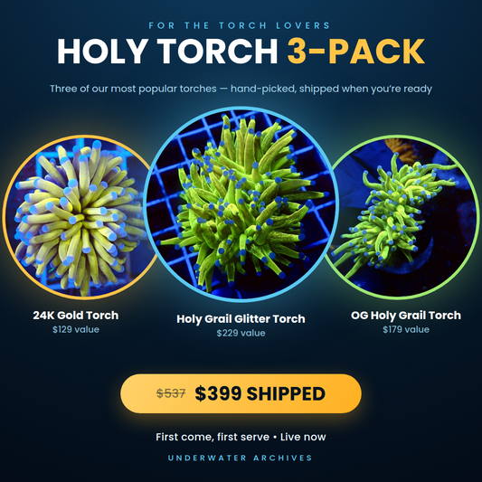 (LIMITED) Holy Torch 3-Pack (Glitter, HG, 24K)