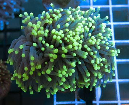 K3 (WYSIWYG) Black Torch Frag 1 Head