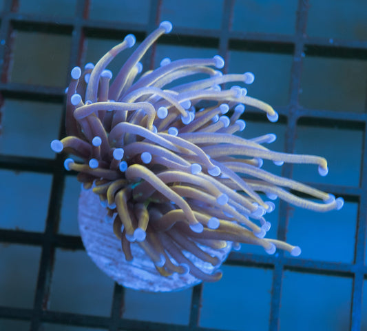 M2 (WYSIWYG) 24K Gold Torch Frag 1 Head