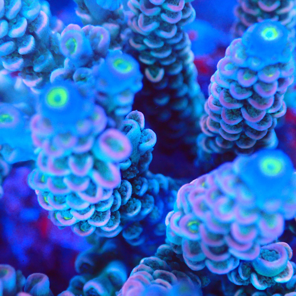 Acro Colony A10 macro