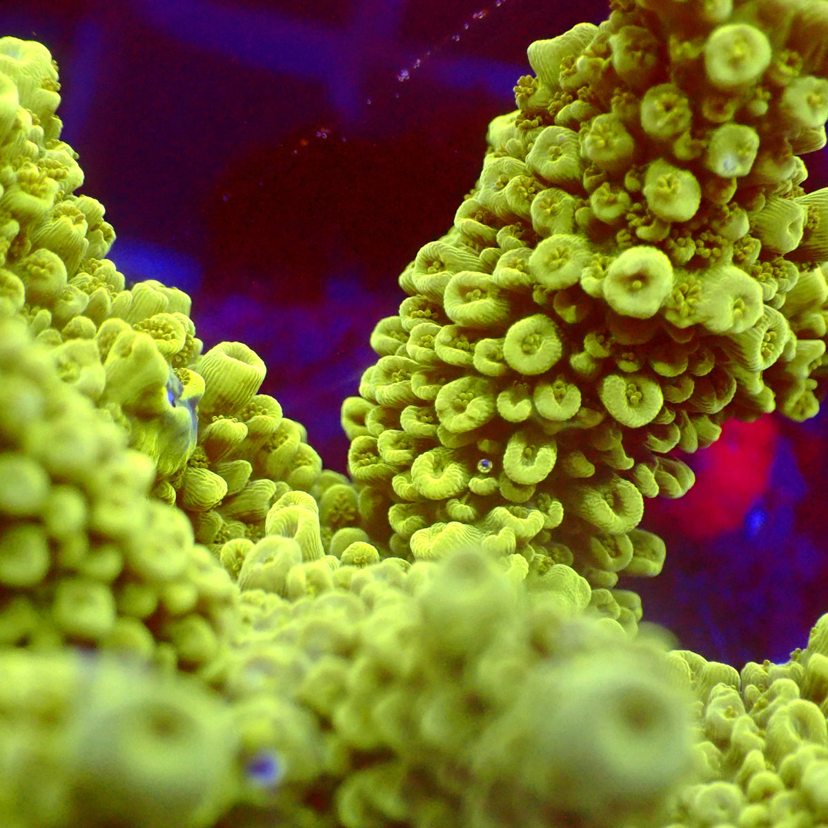 Acro Colony C10 macro