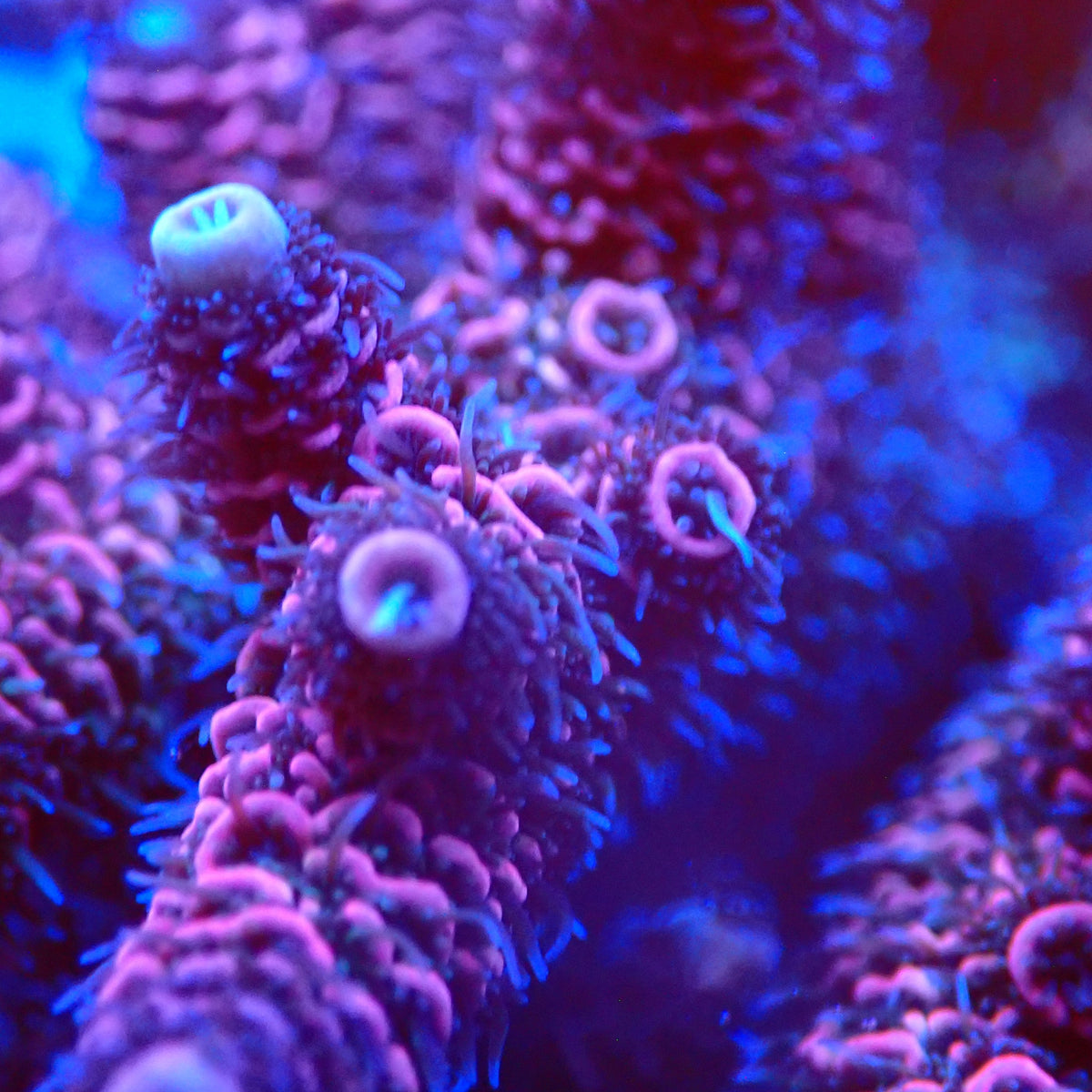 Acro Colony C6 macro