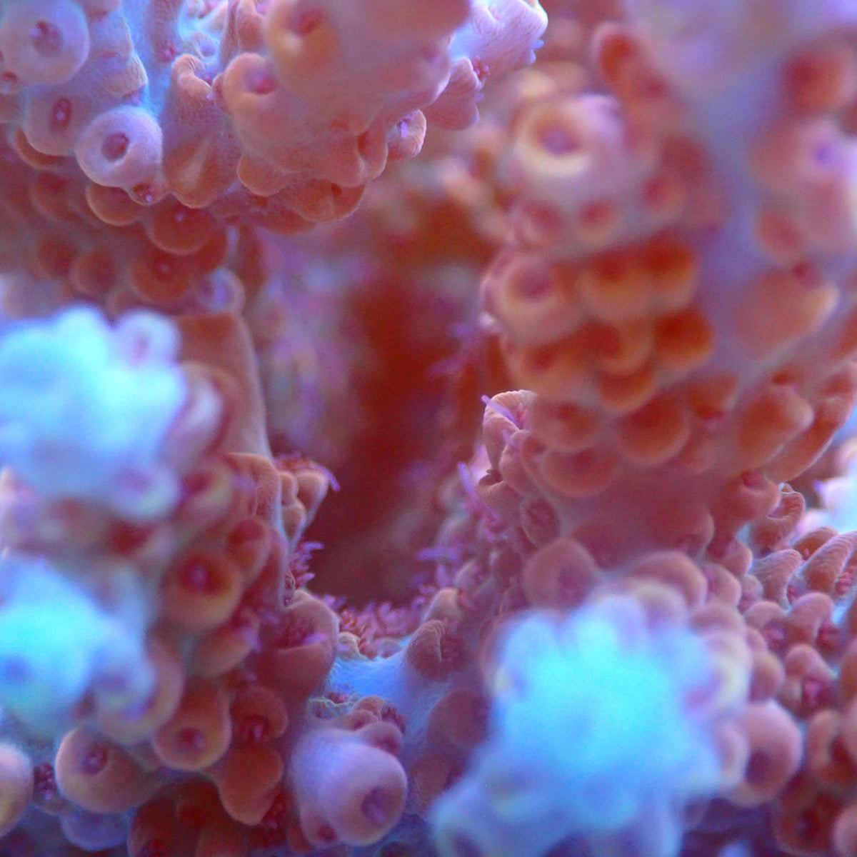 Acro Colony C9 macro