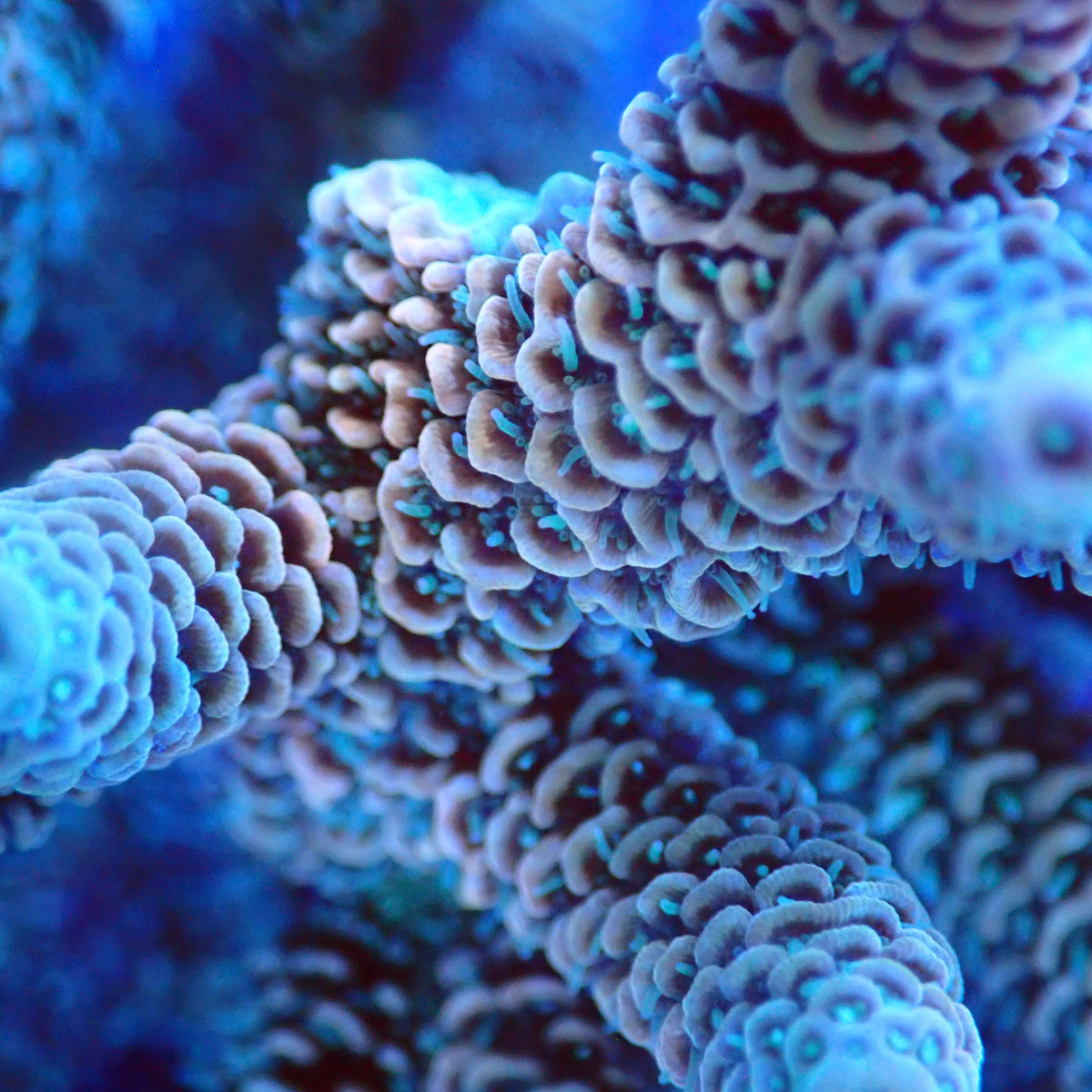 Acro Colony D1 macro
