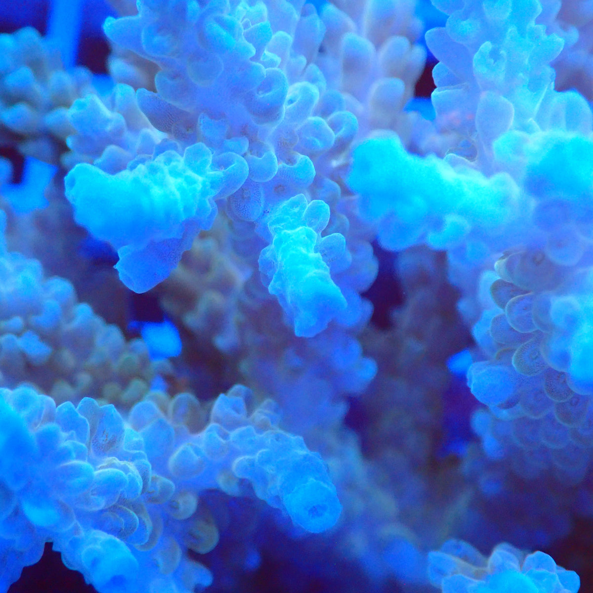 Acro Colony D10 macro