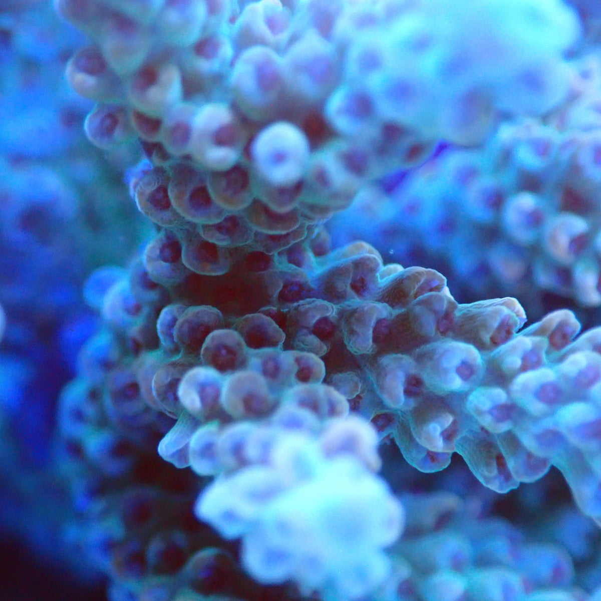 Acro Colony D4 macro