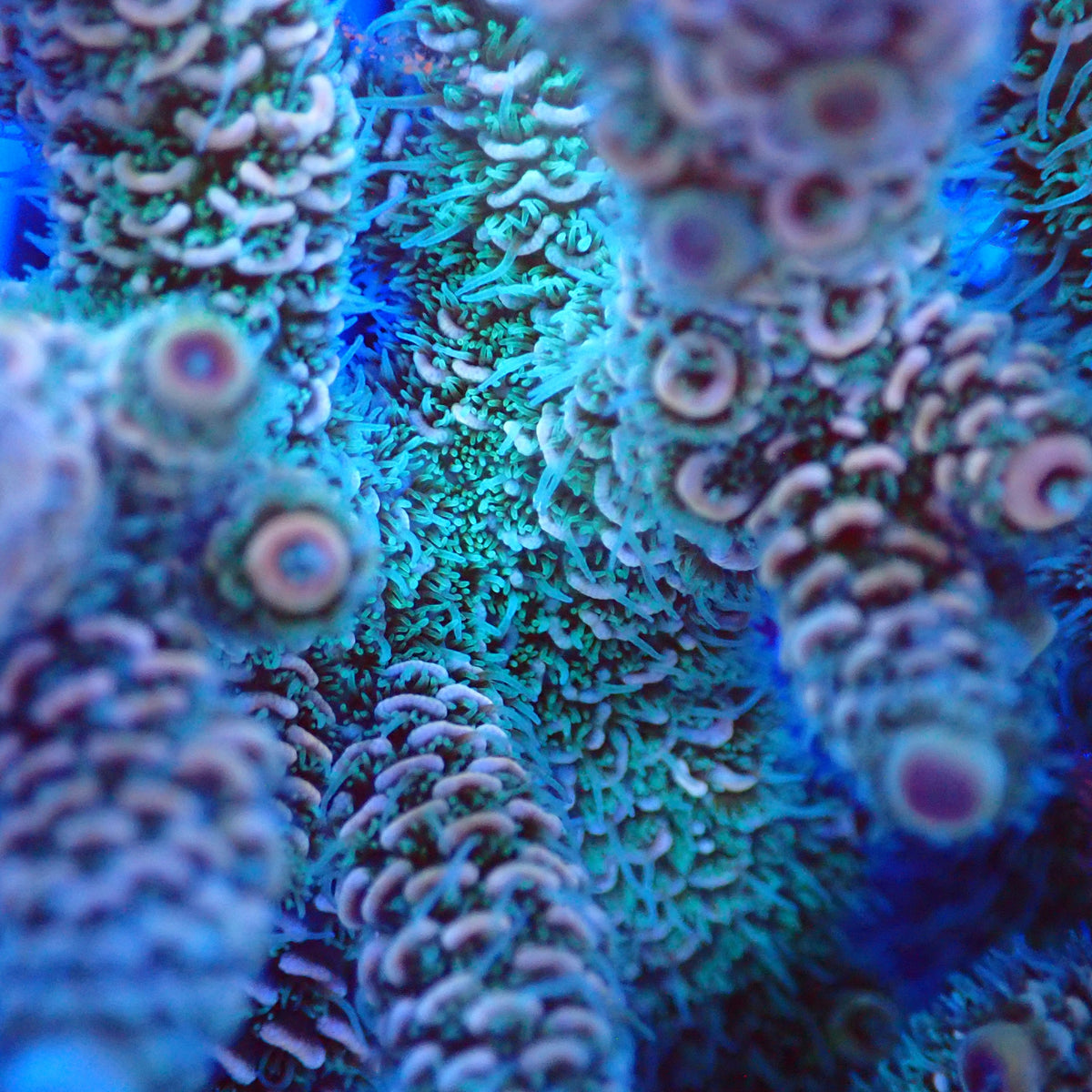 Acro Colony D6 macro