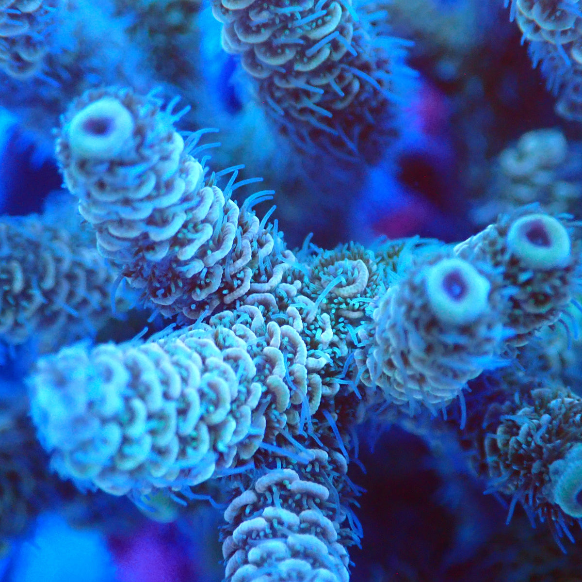 Acro Colony D8 macro