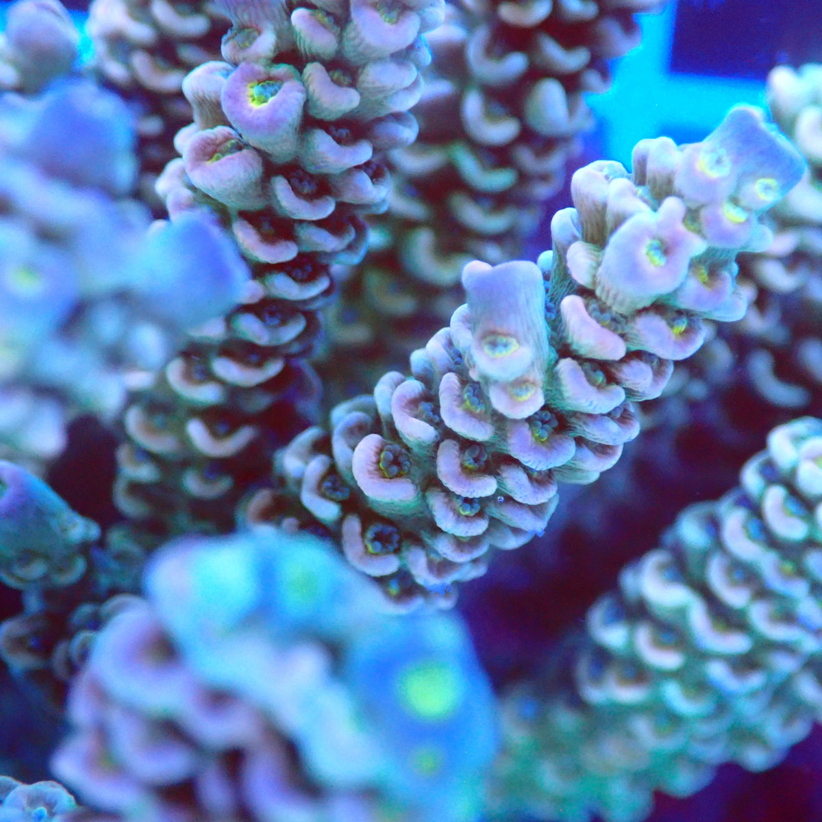 Acro Colony D9 macro