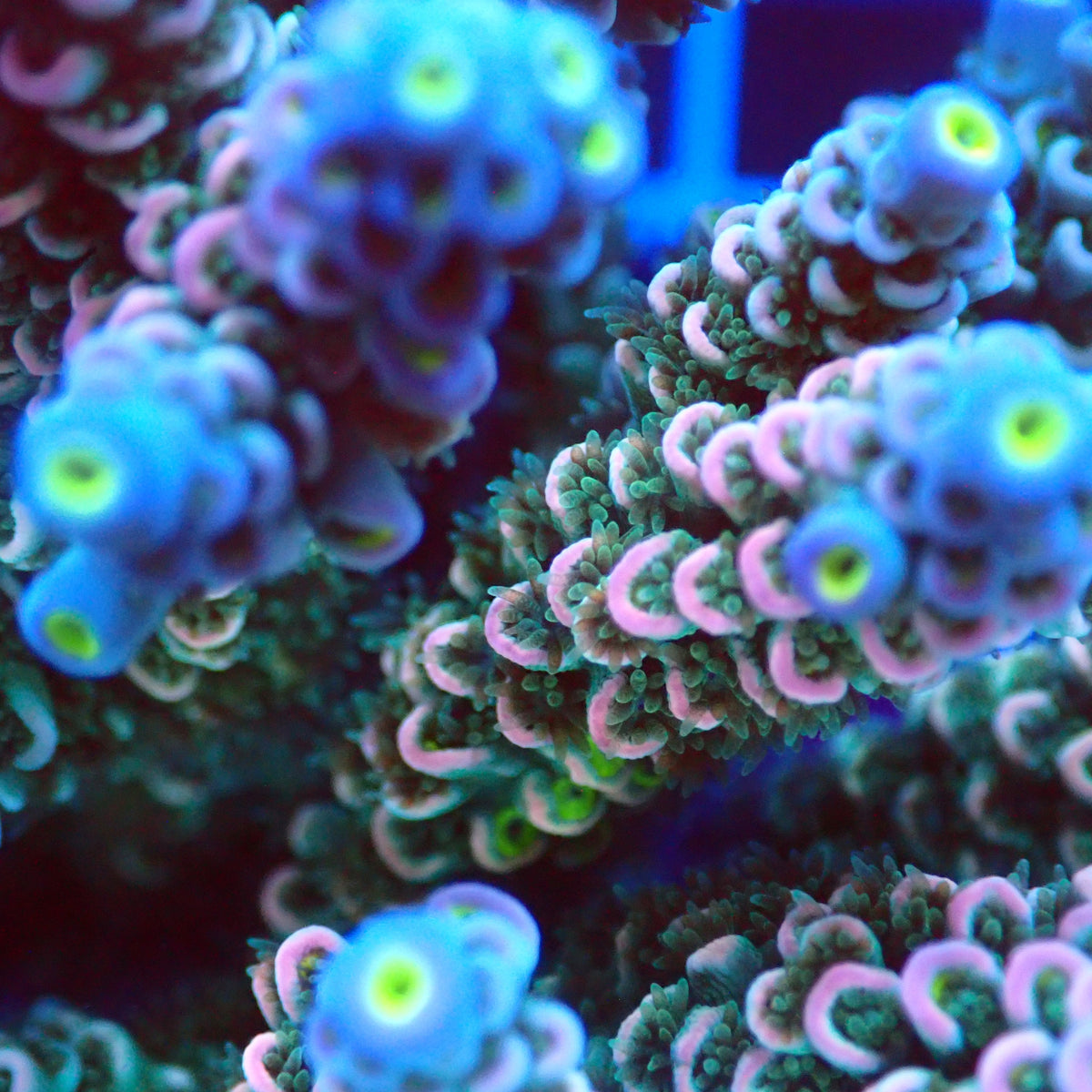 Acro Colony E3 macro