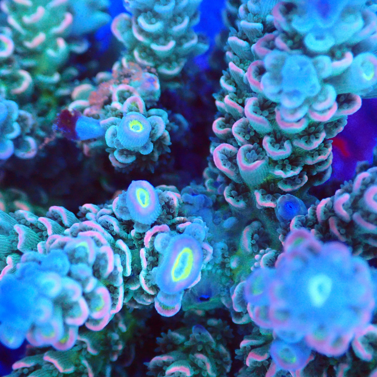 Acro Colony E5 macro
