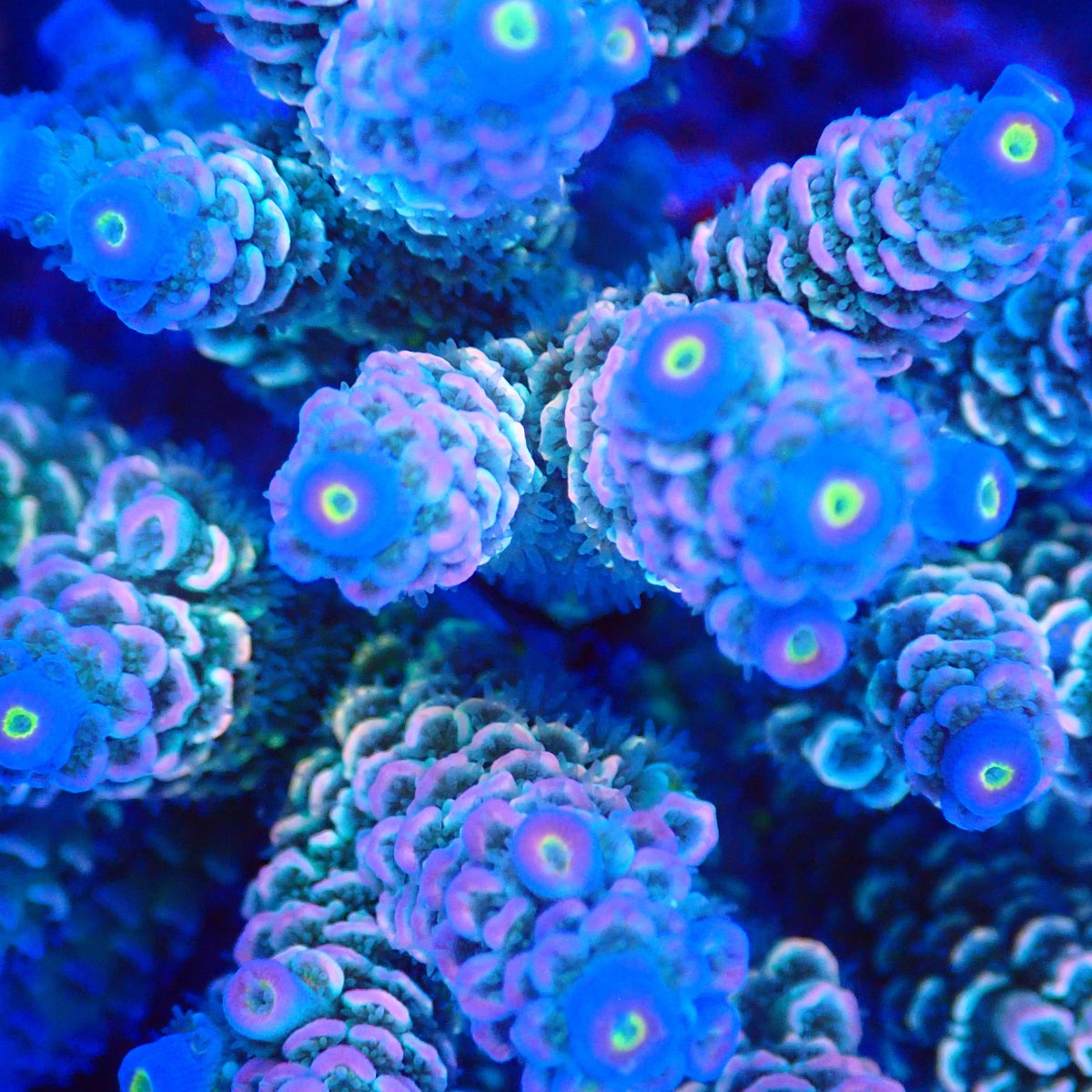 Acro Colony E6 macro