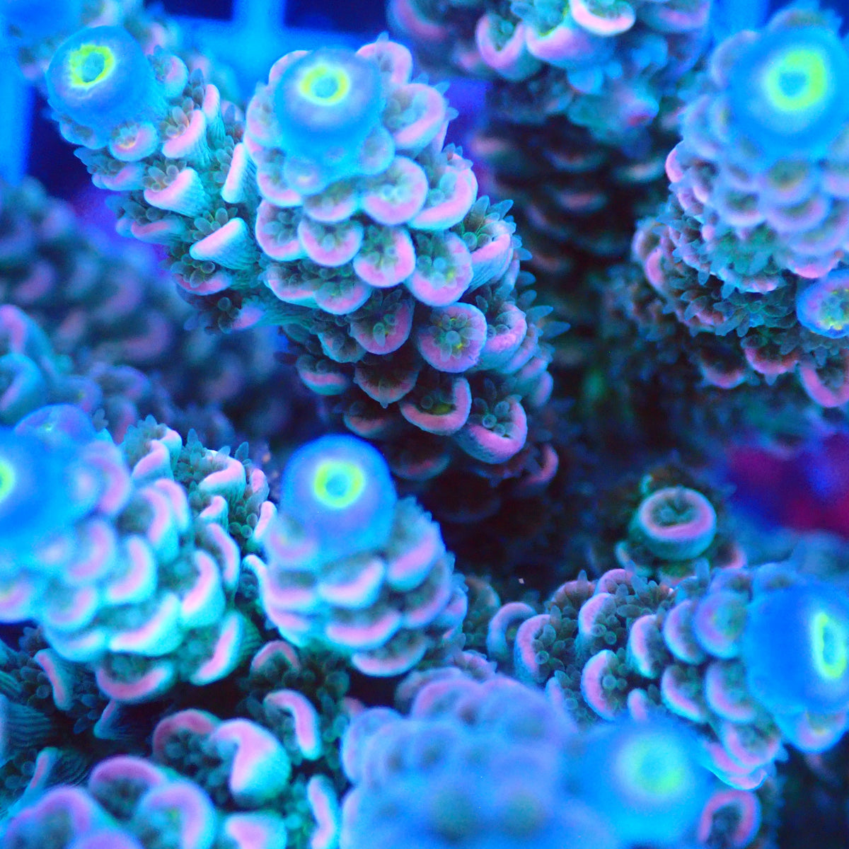 Acro Colony E7 macro