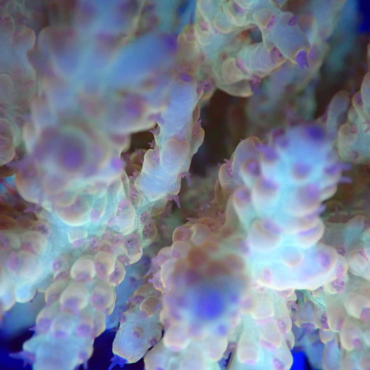 Acro Colony A1 macro