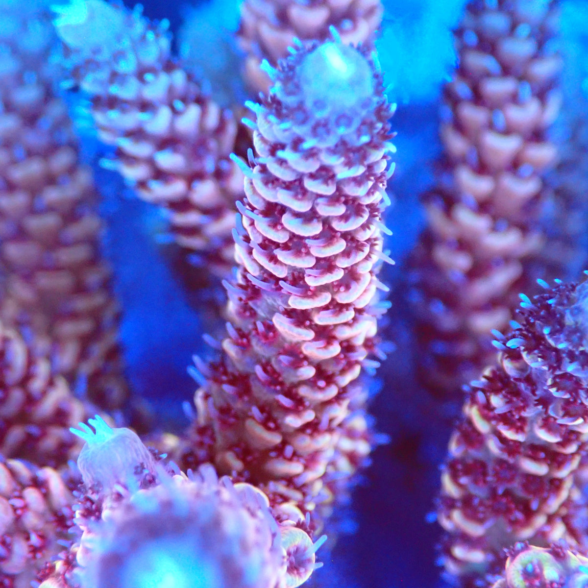 Acro Colony A11 macro