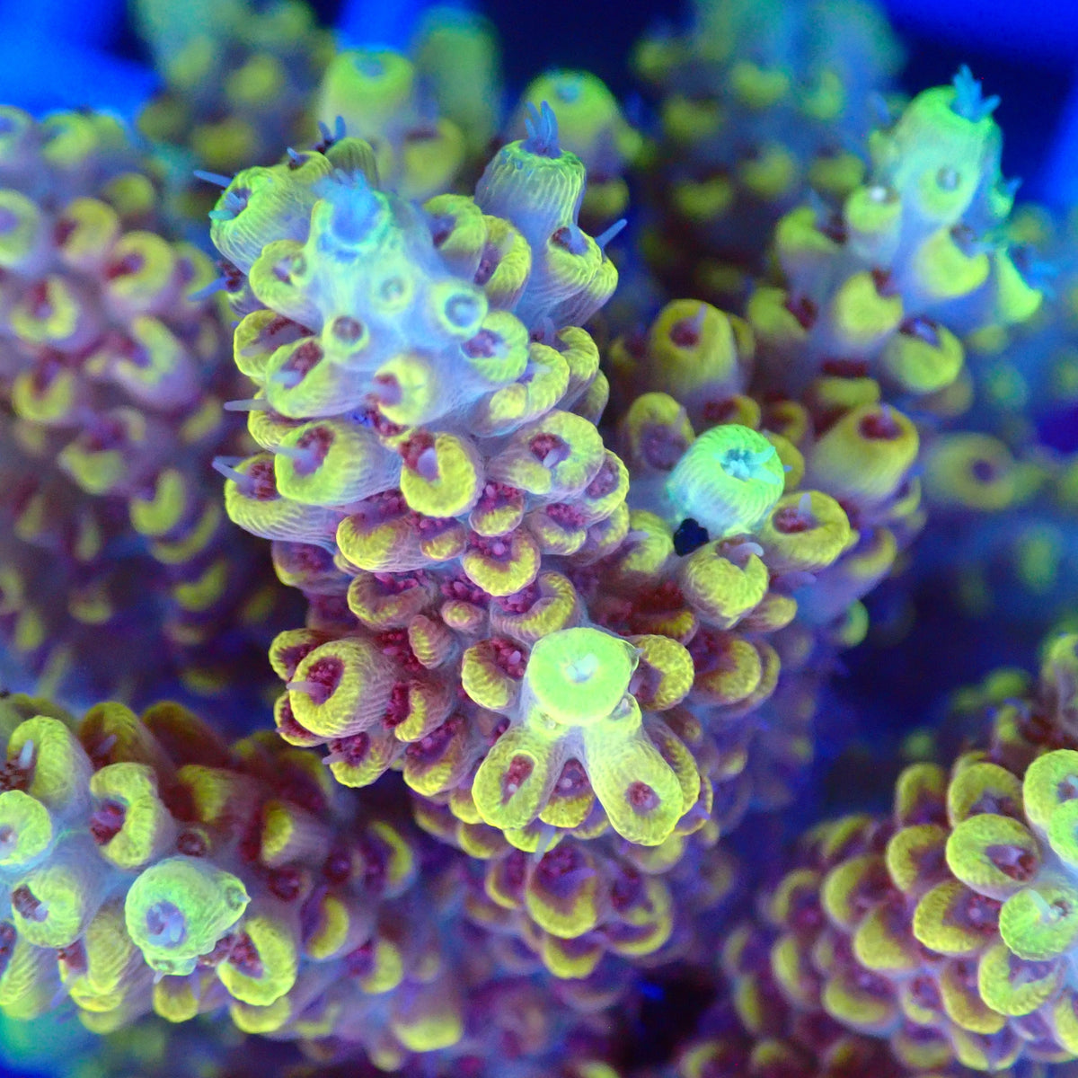 Acro Colony A12 macro