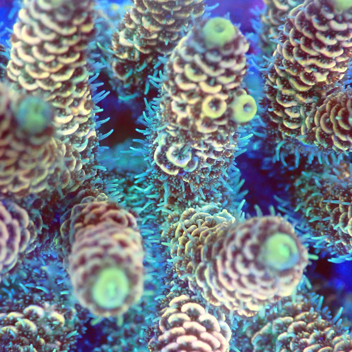 Acro Colony A2 macro